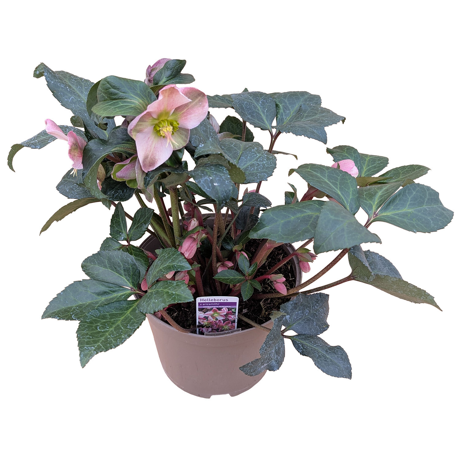Helleborus x Ericsmithii Varieties - Multicolour Image