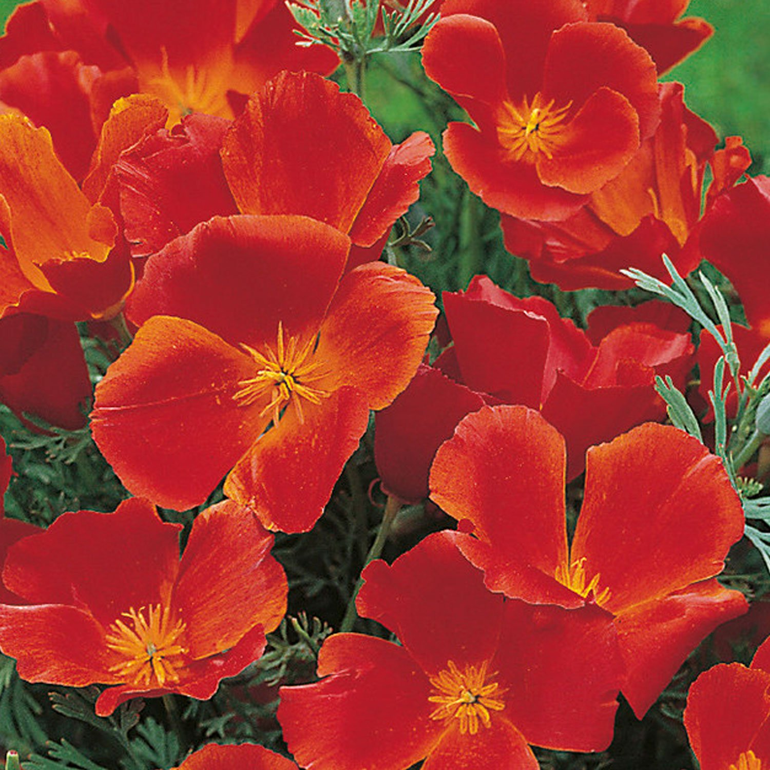 Johnsons California Poppy Red Chief Flower Seeds Image 1