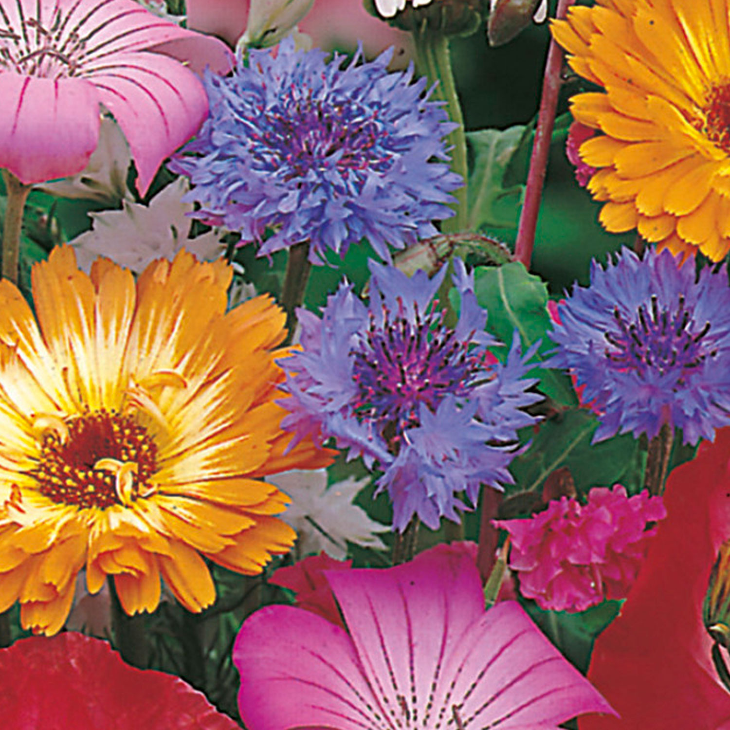 Johnsons Annuals Mixed Flower Seeds Image 1