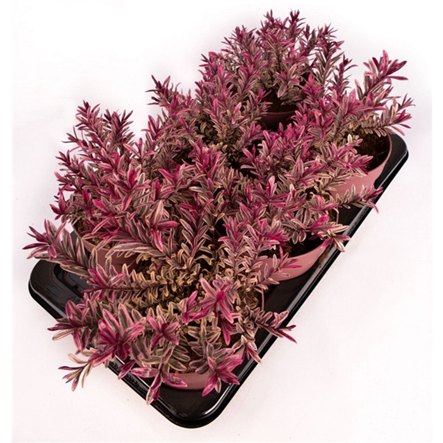 Hebe Magicolors Collection Image