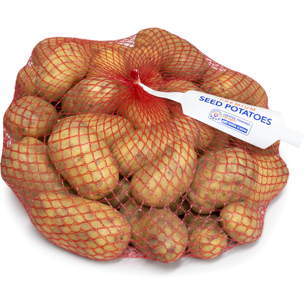 YouGarden Charlotte Seed Potato Tubers for Salad 2.5kg Image 2