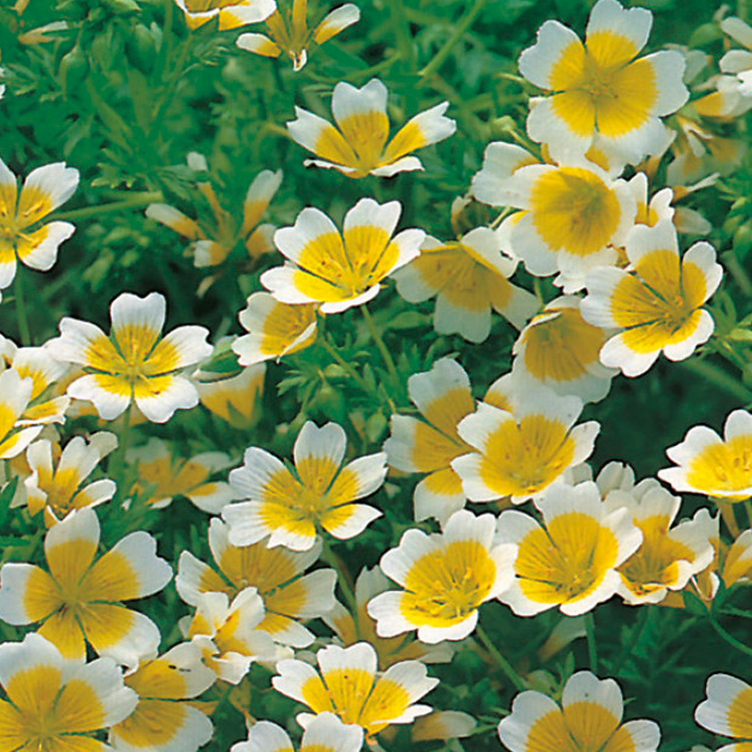 Johnsons Poached Egg Plant Limnanthes Flower Seeds Image 1