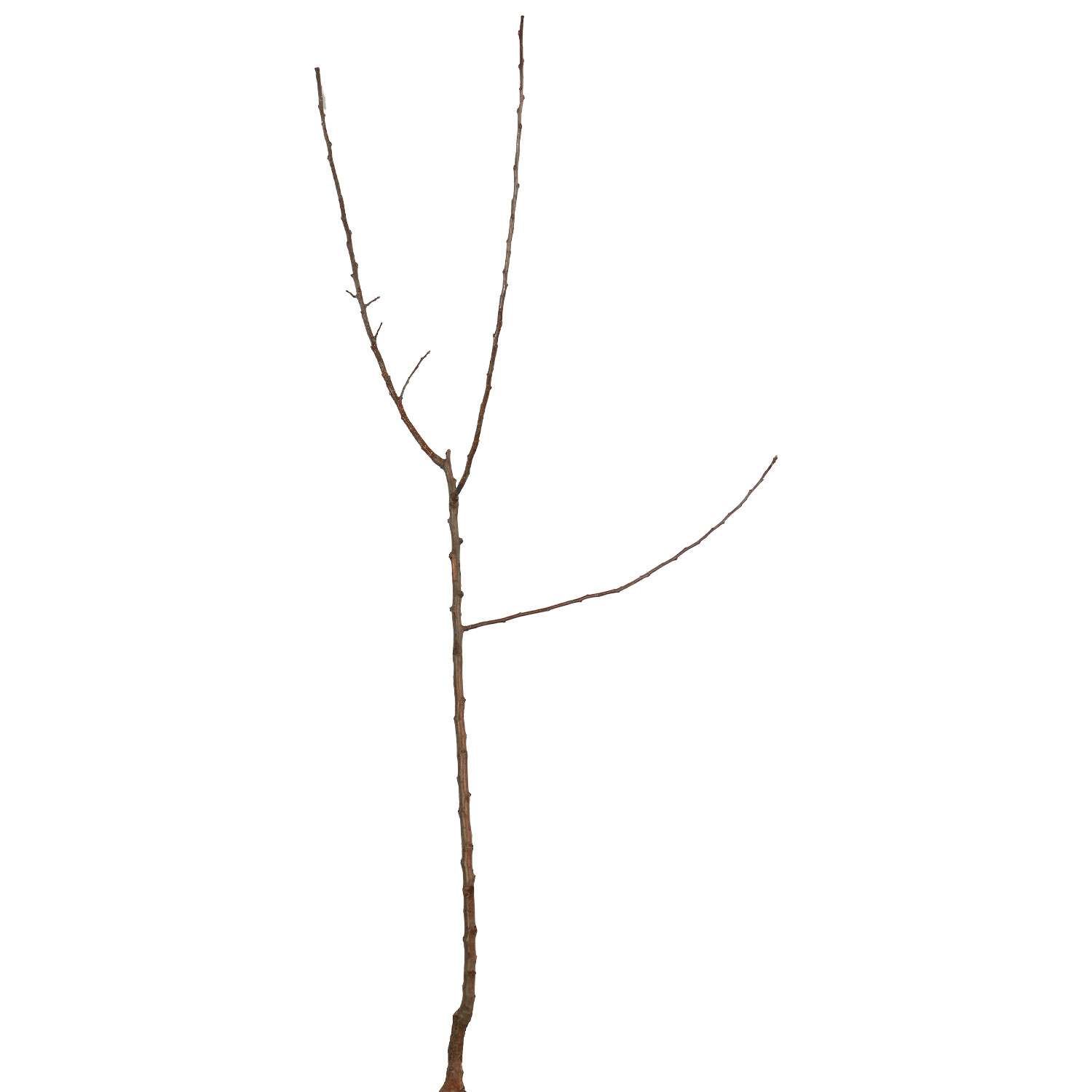 Apple Root Ball - Granny Smith Image 1