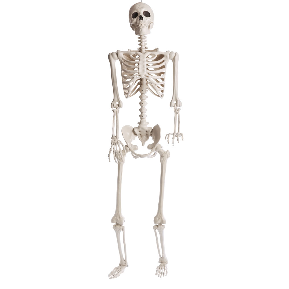 Wilko 5ft Lifesize Poseable Skeleton Image 1