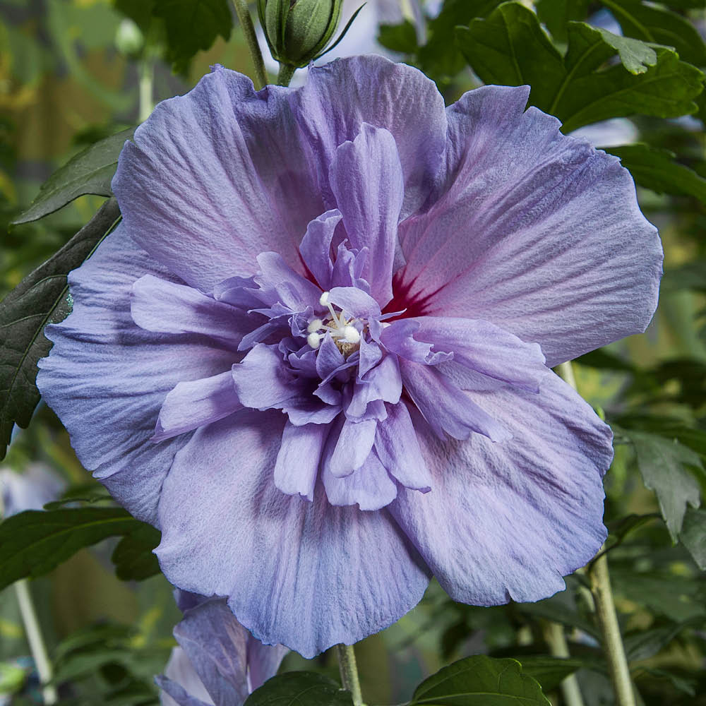 YouGarden Hibiscus Chiffon Blue Standard Tree Pot 3L 90cm Image 2