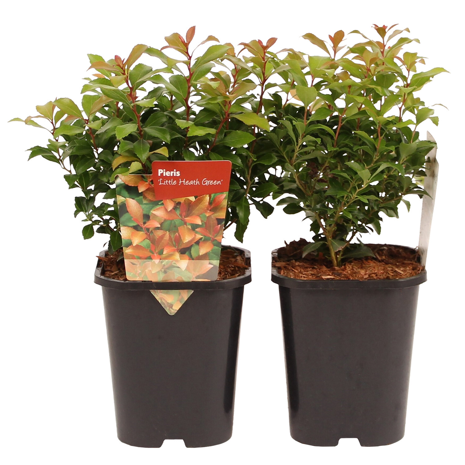 Little Heath Green - Green Image