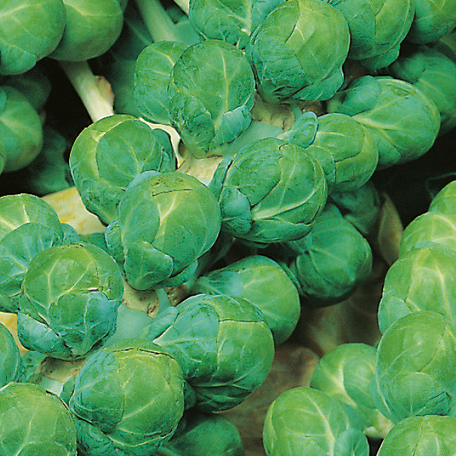 Johnsons Evesham Special Brussels Sprout Seeds Image 1