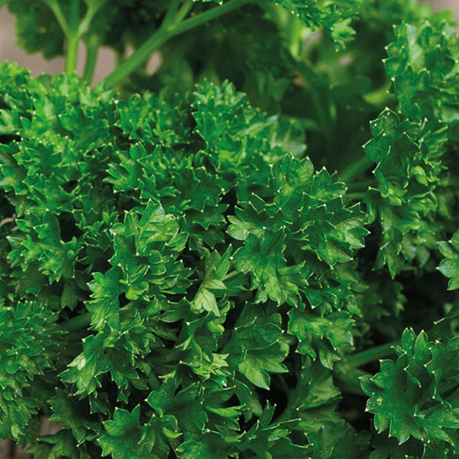 Johnsons Organic Moss Curled Parsley Herb Seeds Image 1