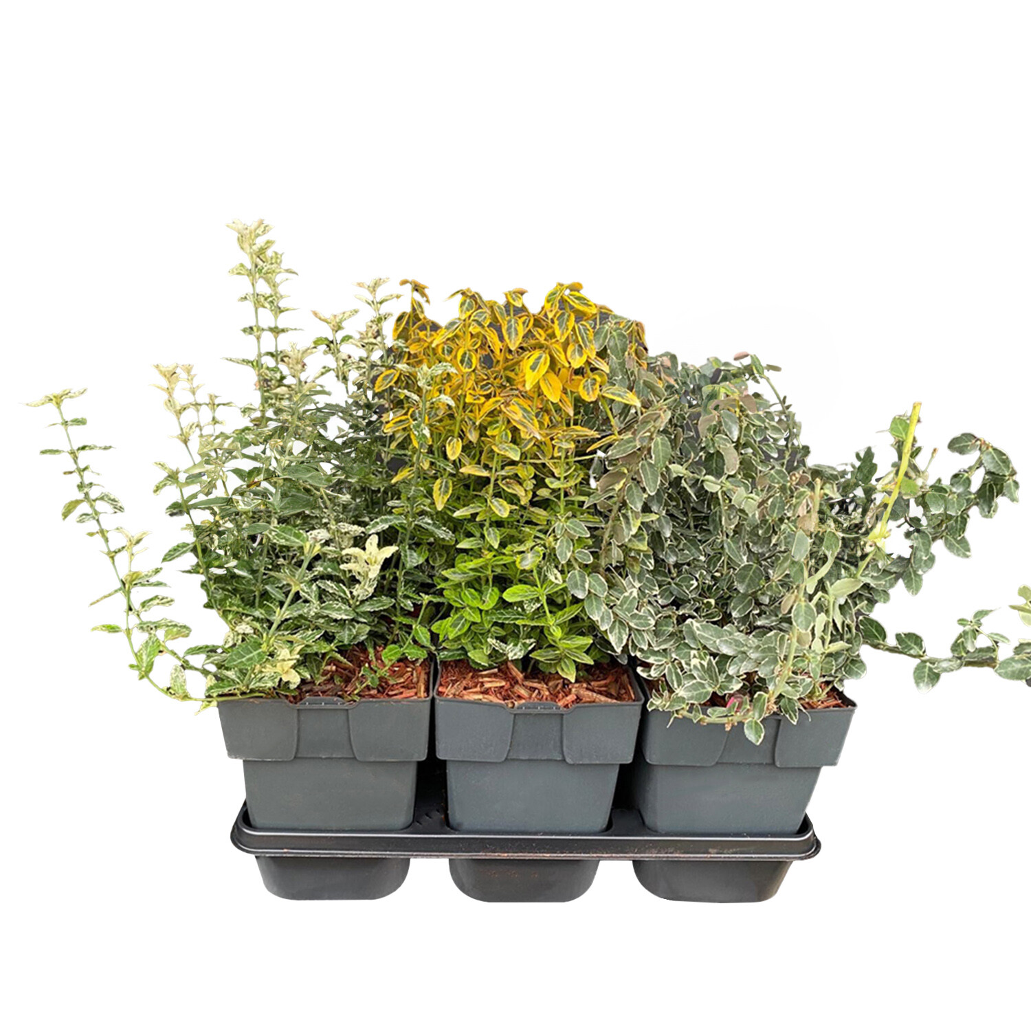 Euonymus Mix 19cm - Multicolour Image