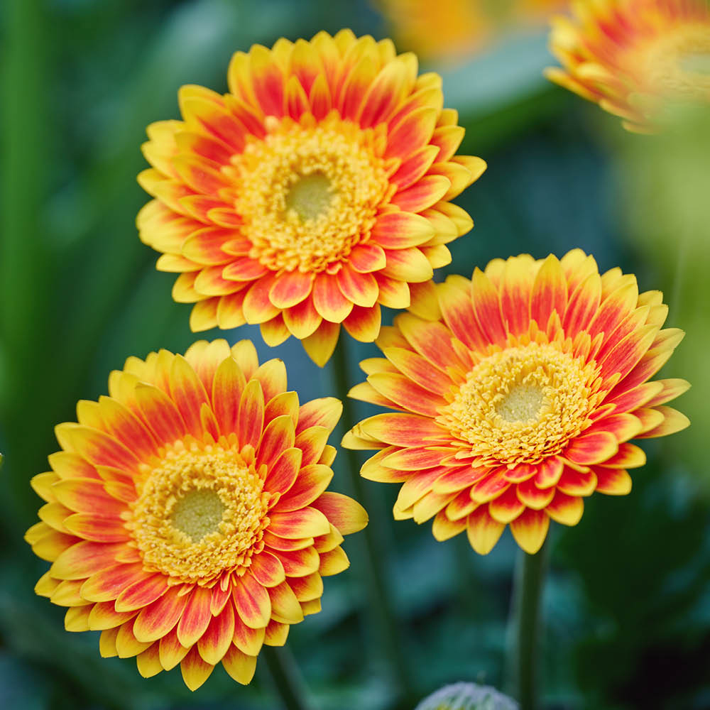 YouGarden Hardy Gerbera Garvinea Collection Plant Pot 7cm 3 Pack Image 2