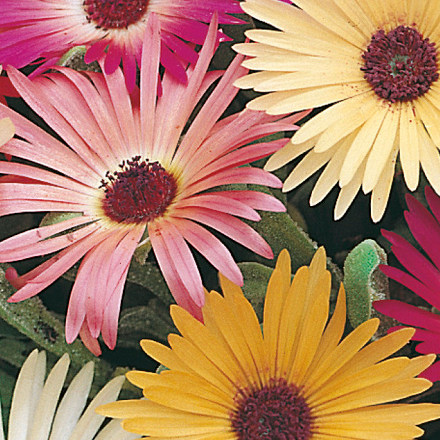 Johnsons Mesembryanthemum Mixed Flower Seeds Image 1