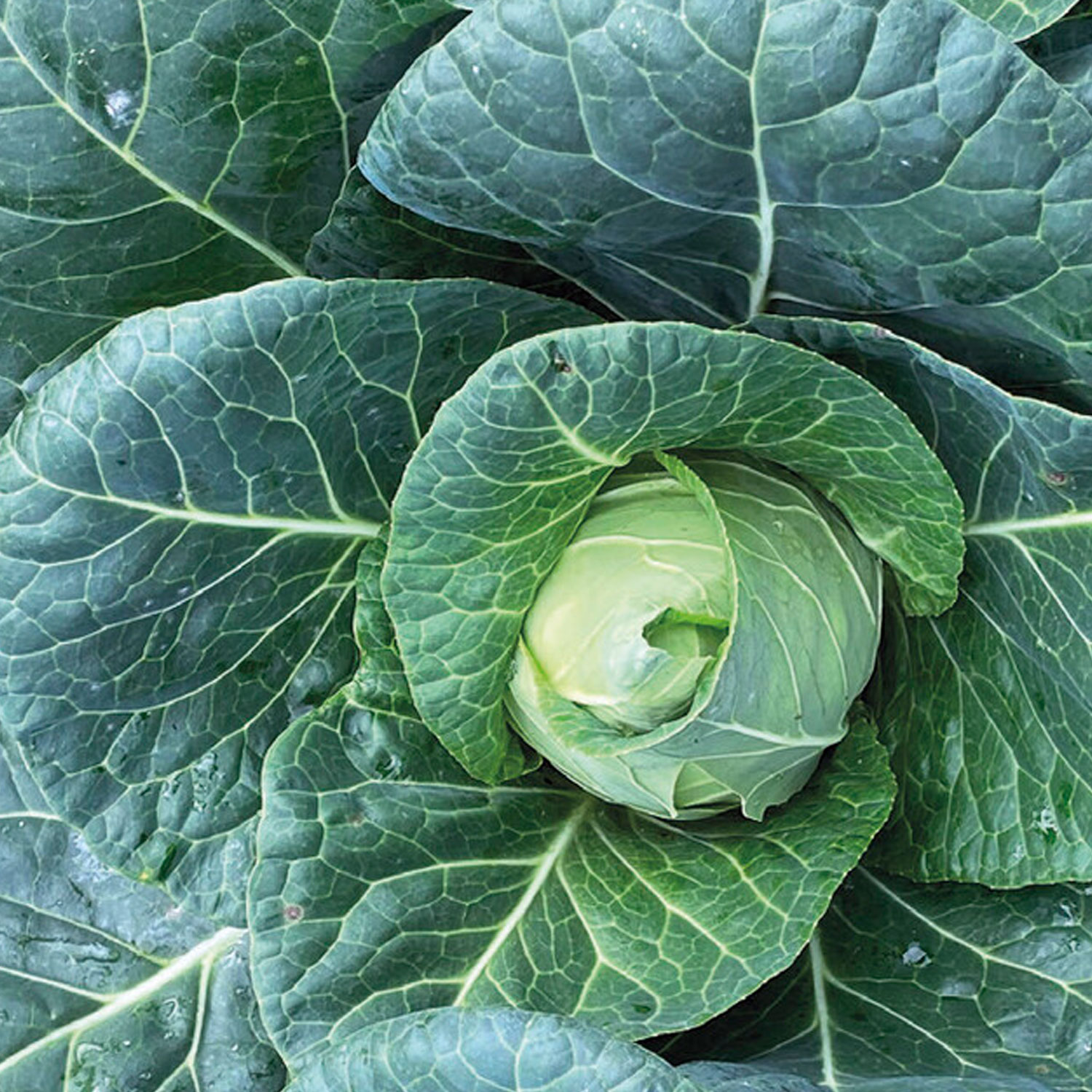 Johnsons Cabbage Marquis F1 Vegetable Seeds Image 1