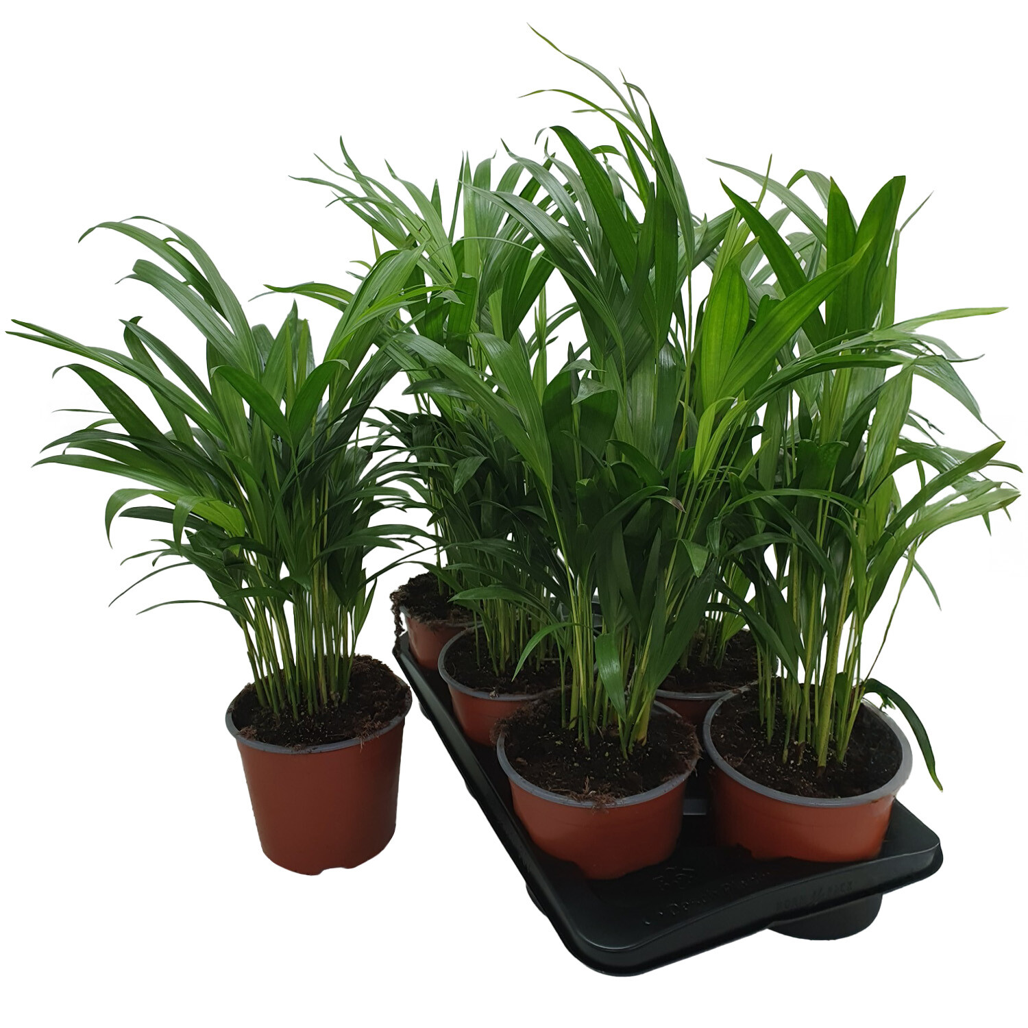 Areca Palm 17cm - Green Image