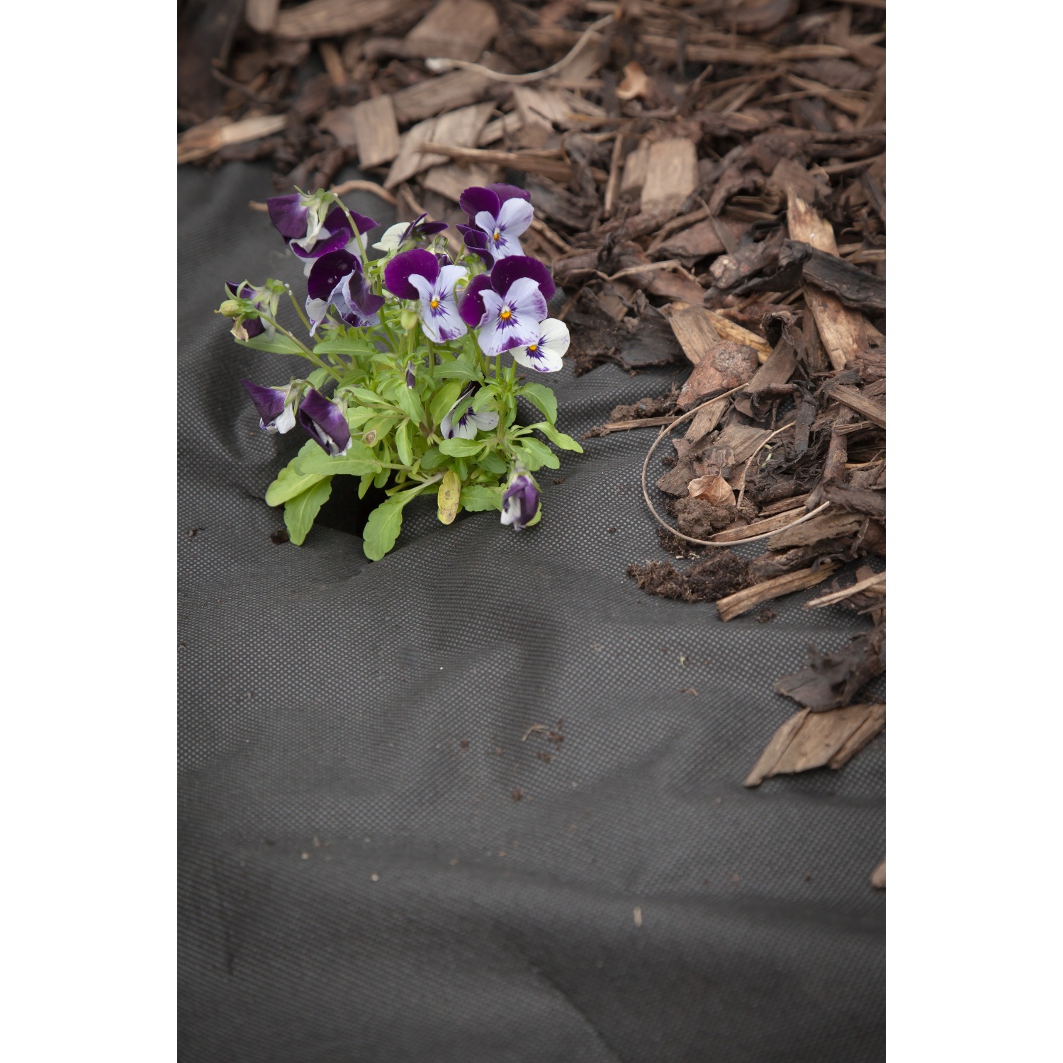 Apollo Gardening Black Weed Control Fabric 15 x 1m Image 2