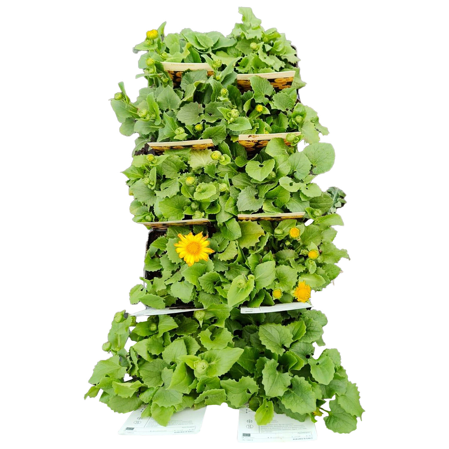 Doronicum Leonardo Compact Plant - Green and Yellow Image