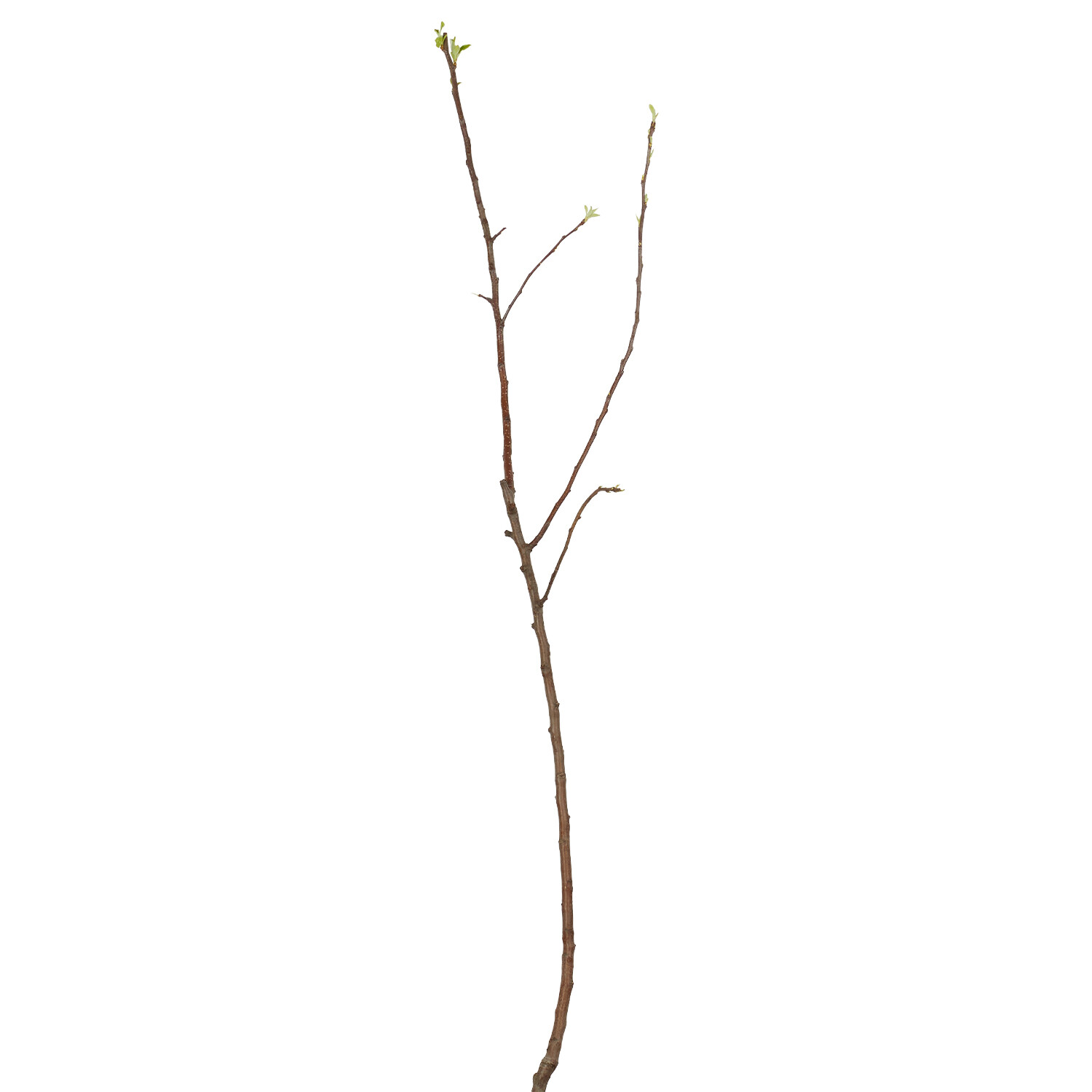 Apple Root Ball - Golden Delicious Image 1