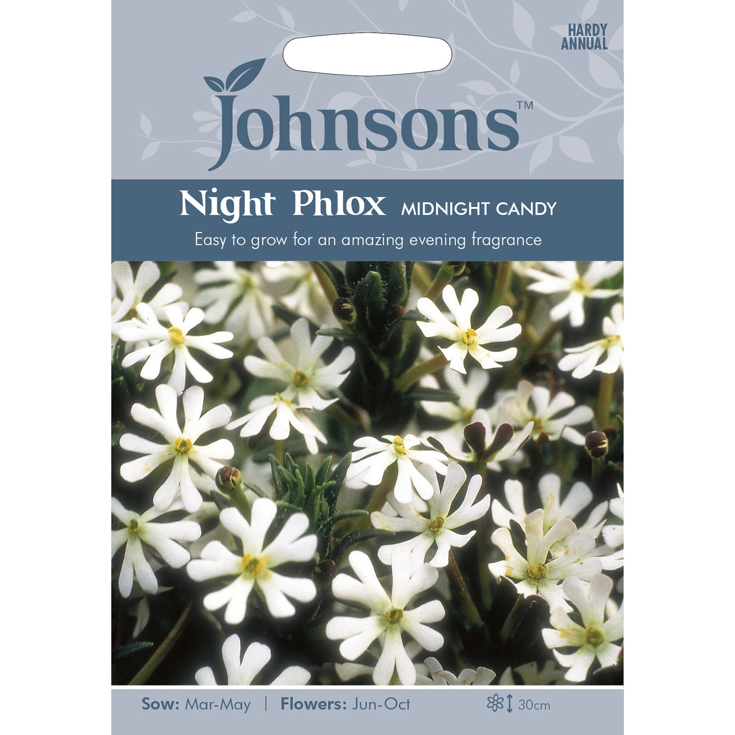 Johnsons Night Phlox Midnight Candy Flower Seeds Image 2