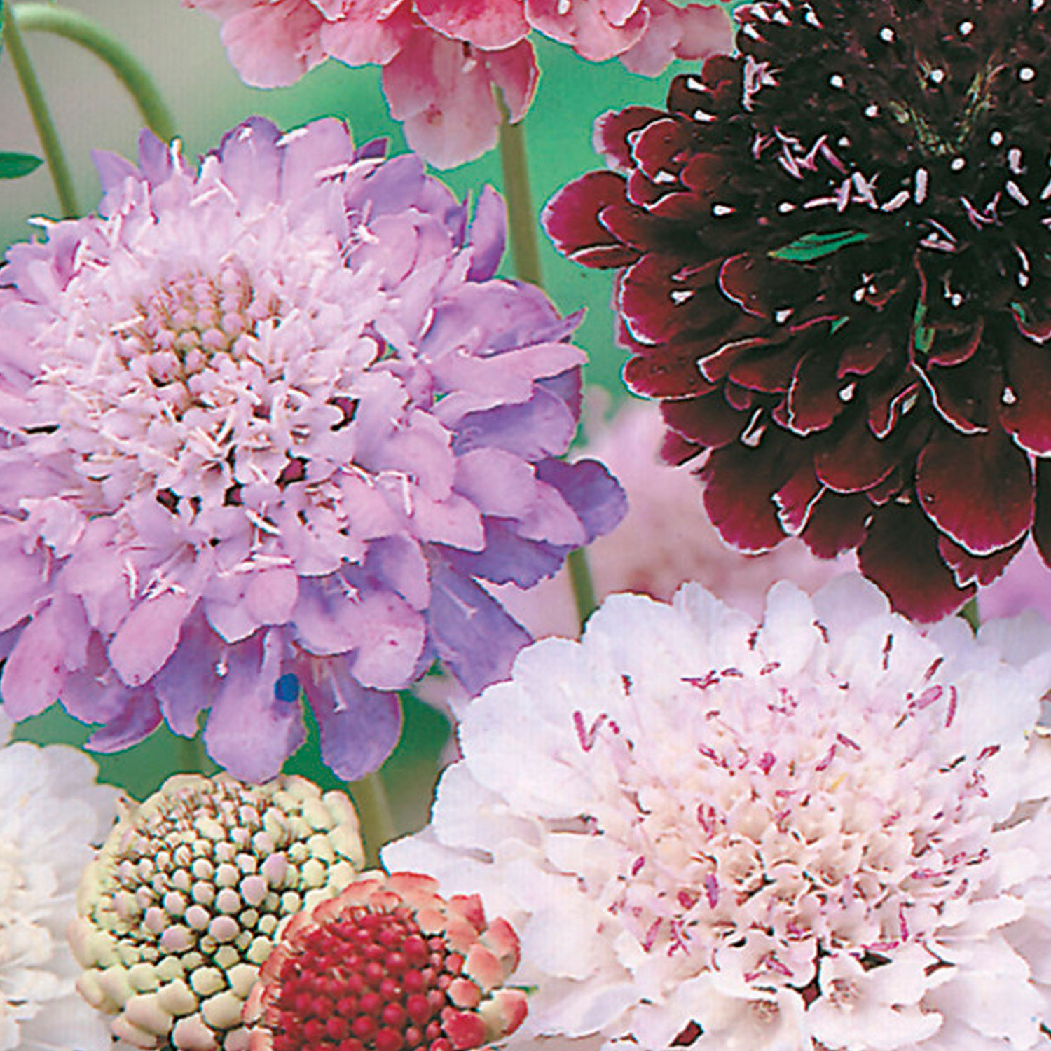 Johnsons Scabious Tall Double Mixed Flower Seeds Image 1