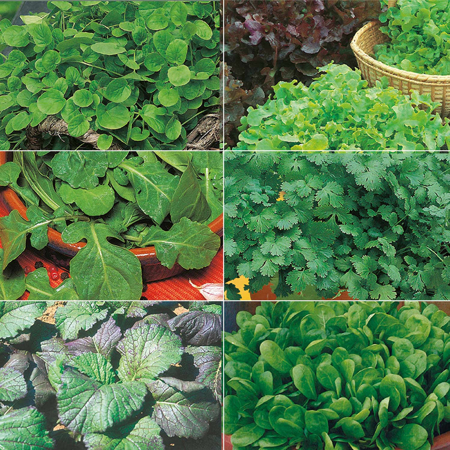 Johnsons Salad Leaves Collection Seeds Image 1
