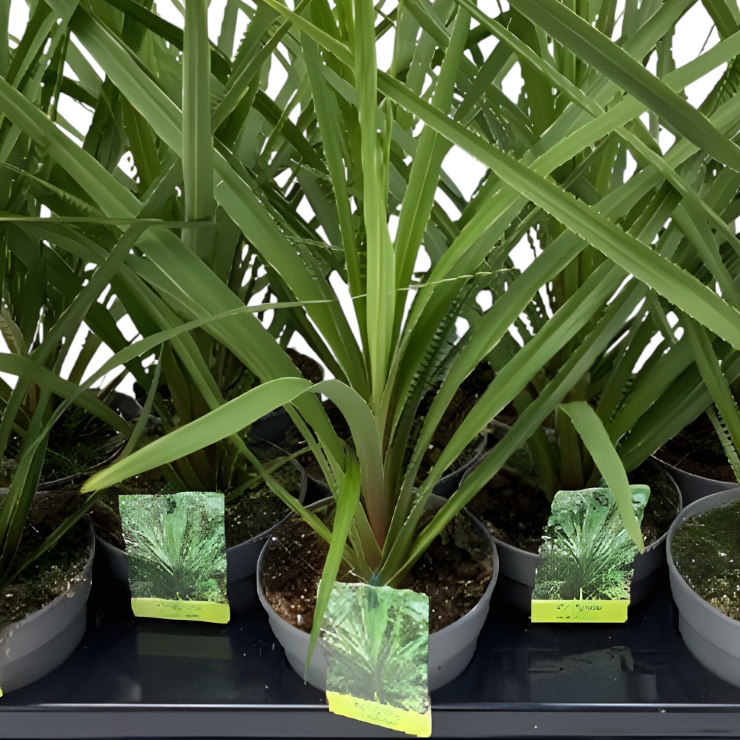 Cordyline Sundance Pot Image 2