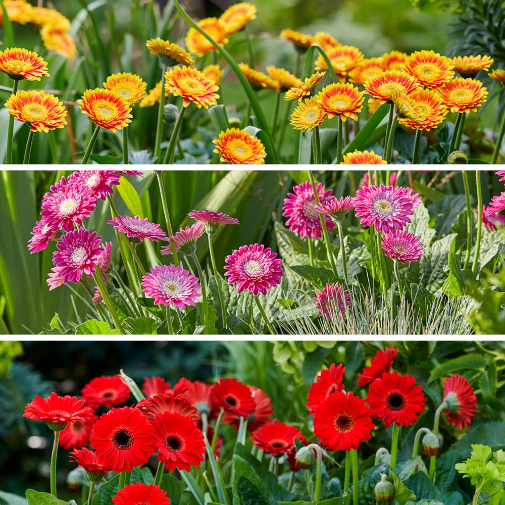 YouGarden Hardy Gerbera Garvinea Collection Plant Pot 7cm 3 Pack Image 1
