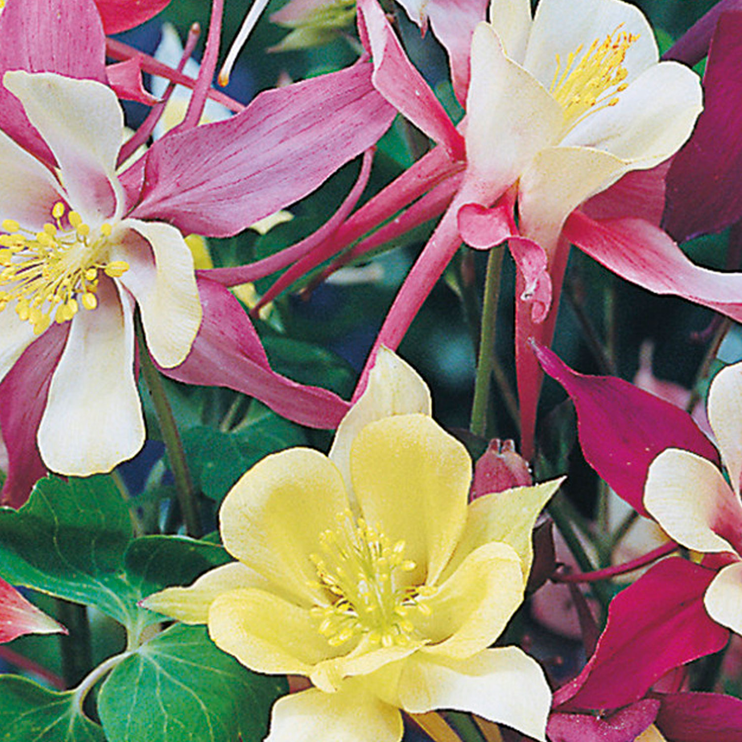 Johnsons Aquilegia Mckana Giant Mixed Flower Seeds Image 1