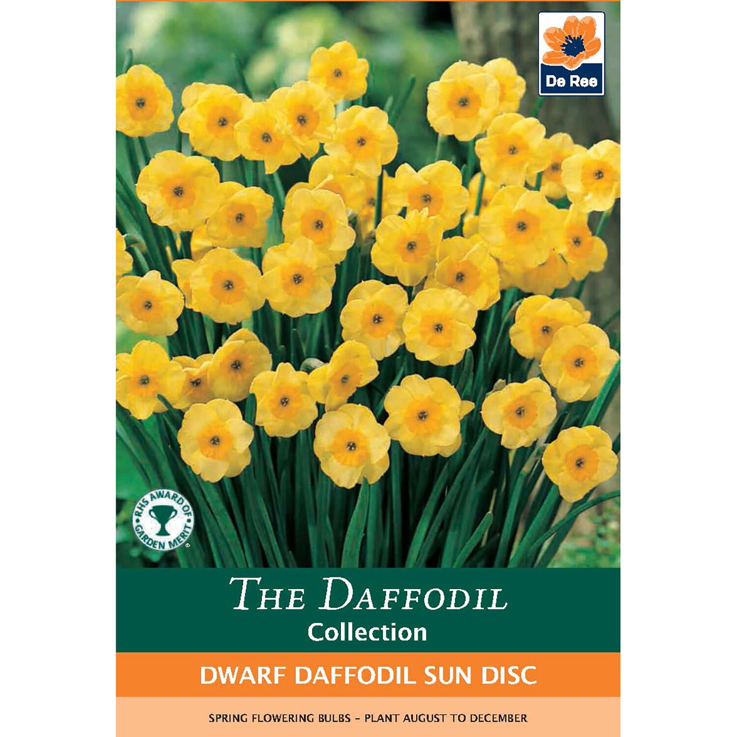 The Daffodil Collection Bulbs Image 11