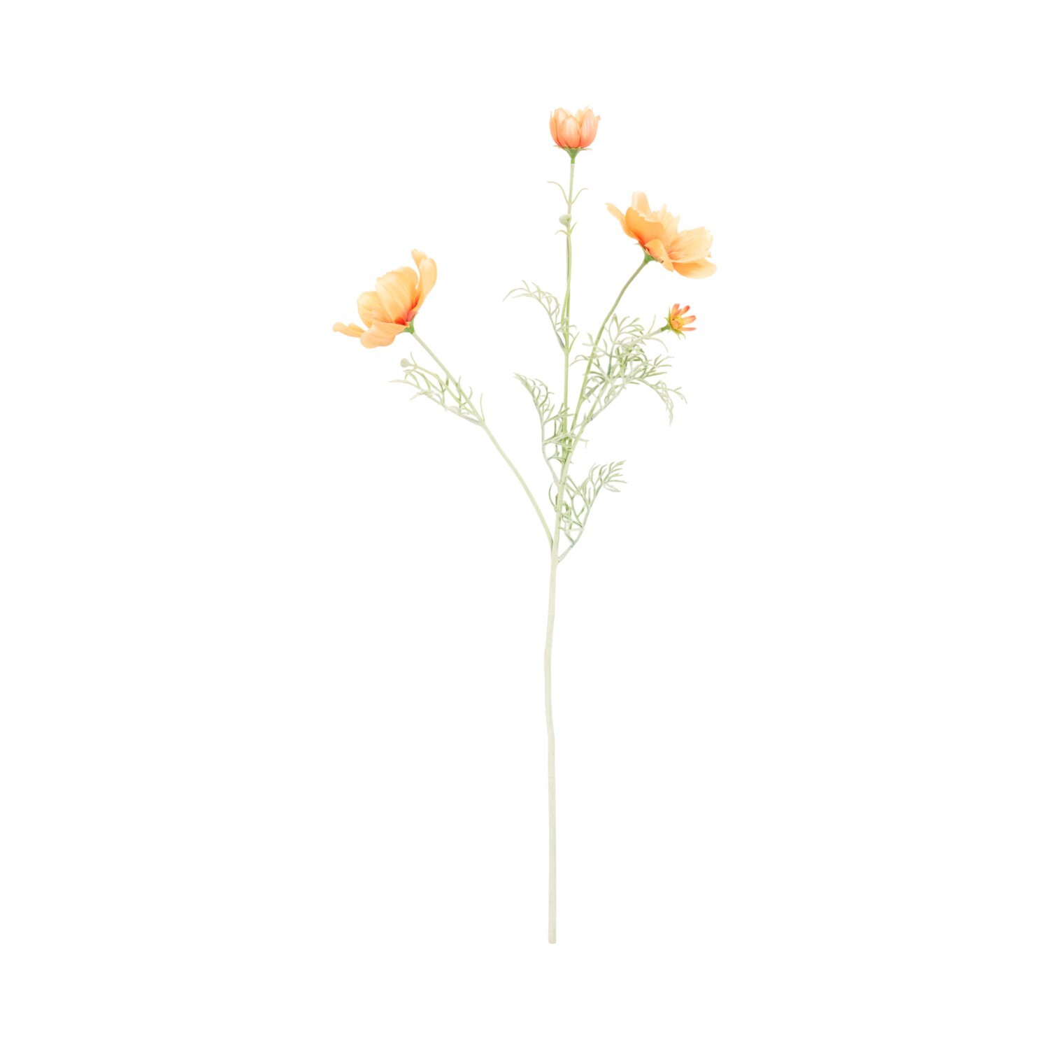 Large Cosmos Bloom Image 6