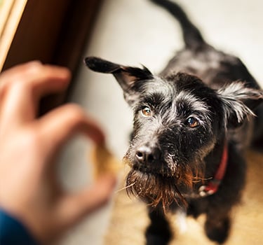 effective ways to keep pets calm during fireworks