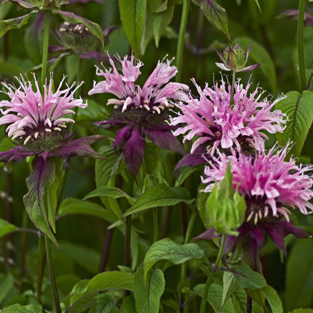 YouGarden Monarda Beauty of Cobham Plant Pot 9cm 3 Pack Image 1