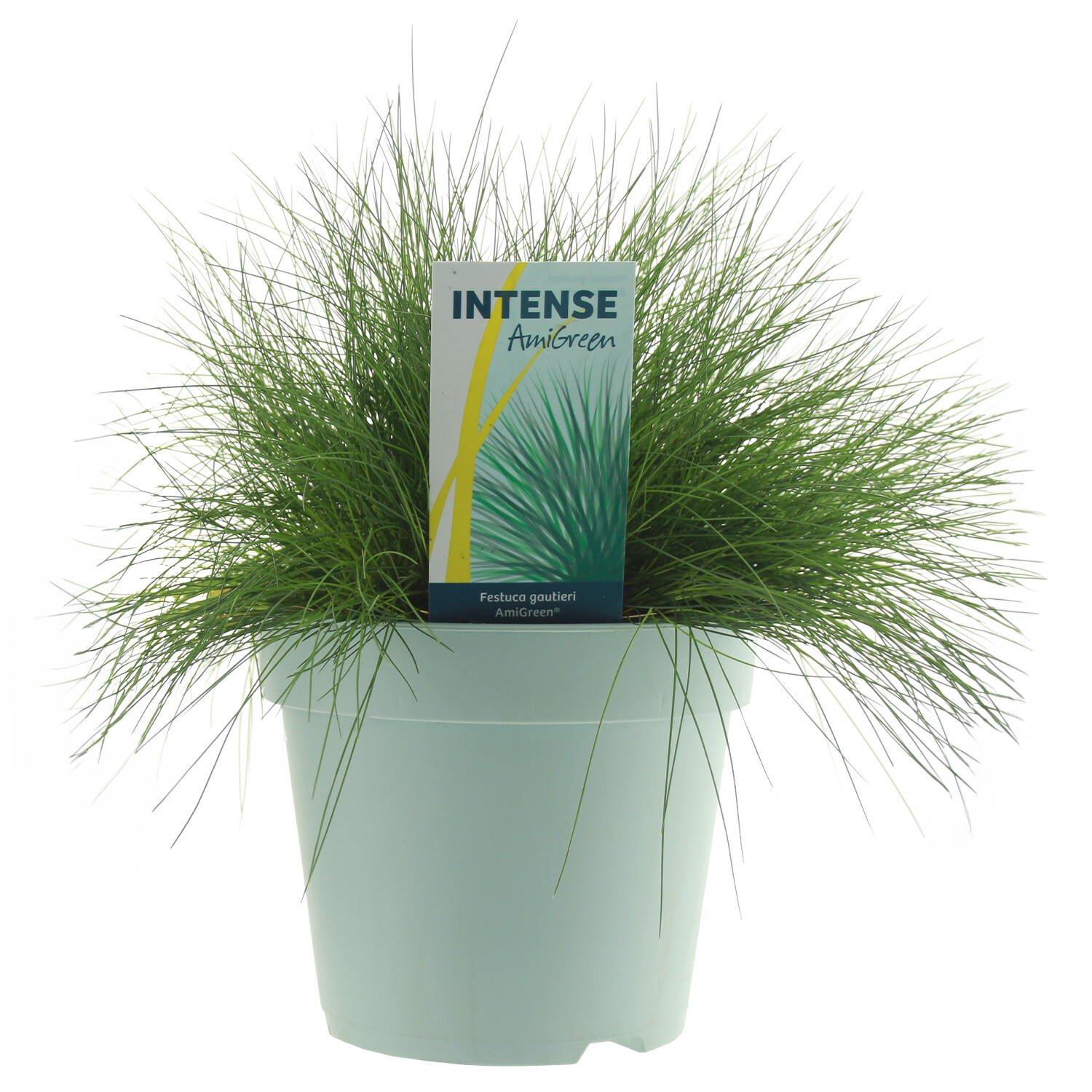 Festuca glauca - AmiGreen / 17cm Image