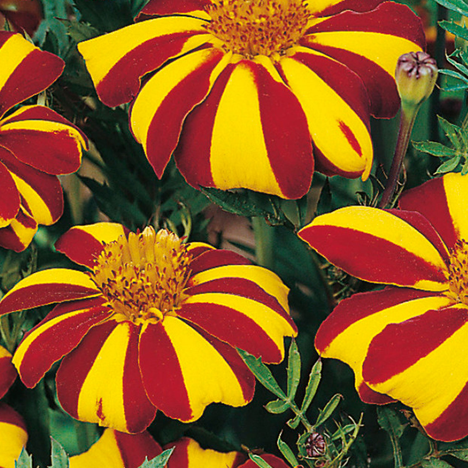 Johnsons Marigold French Jolly Jester Flower Seeds Image 1