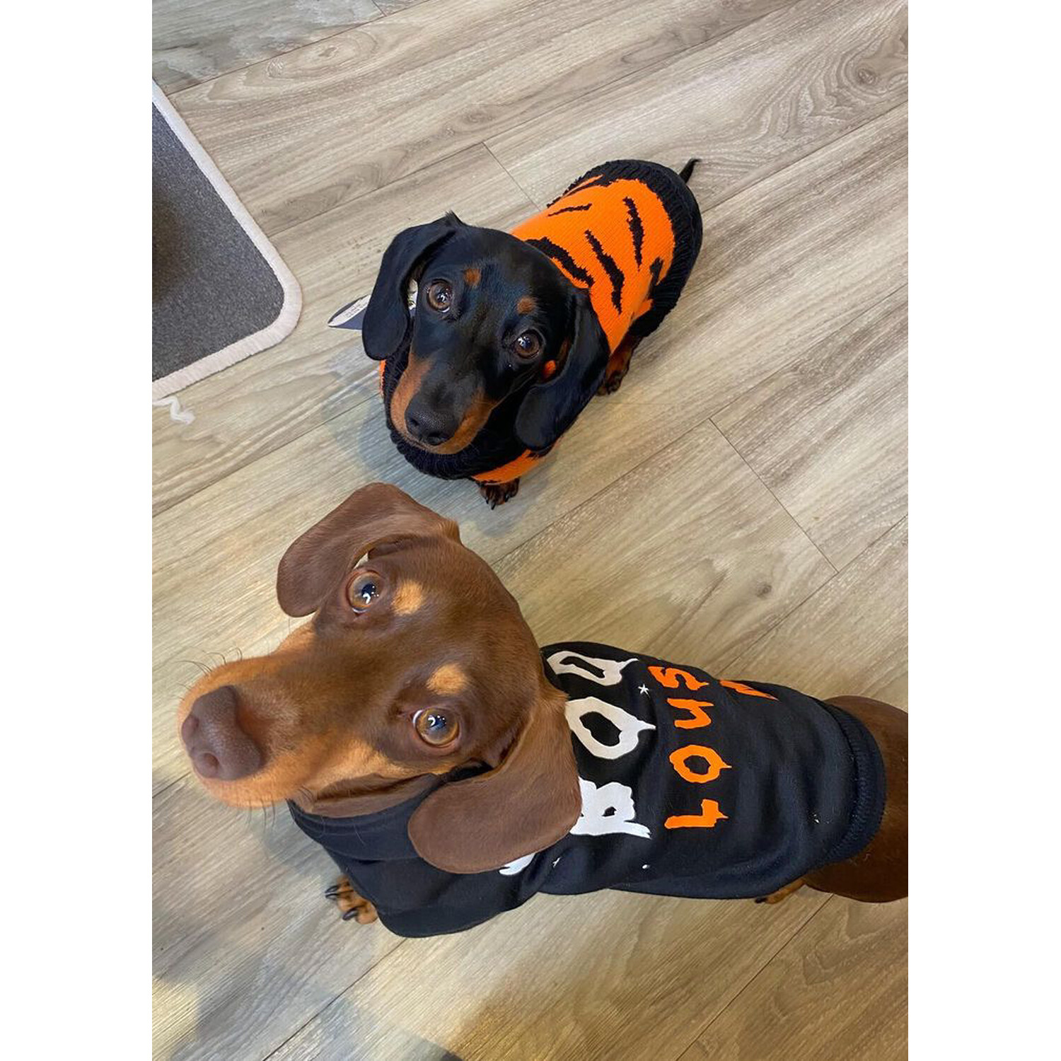 Halloween Pet Hoodie  - Black / 25cm Image 6