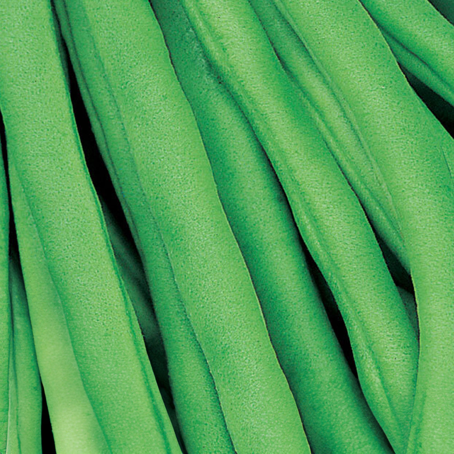Mr Fothergill's Blue Lake Climbing French Bean Vegetable Seeds Image 1