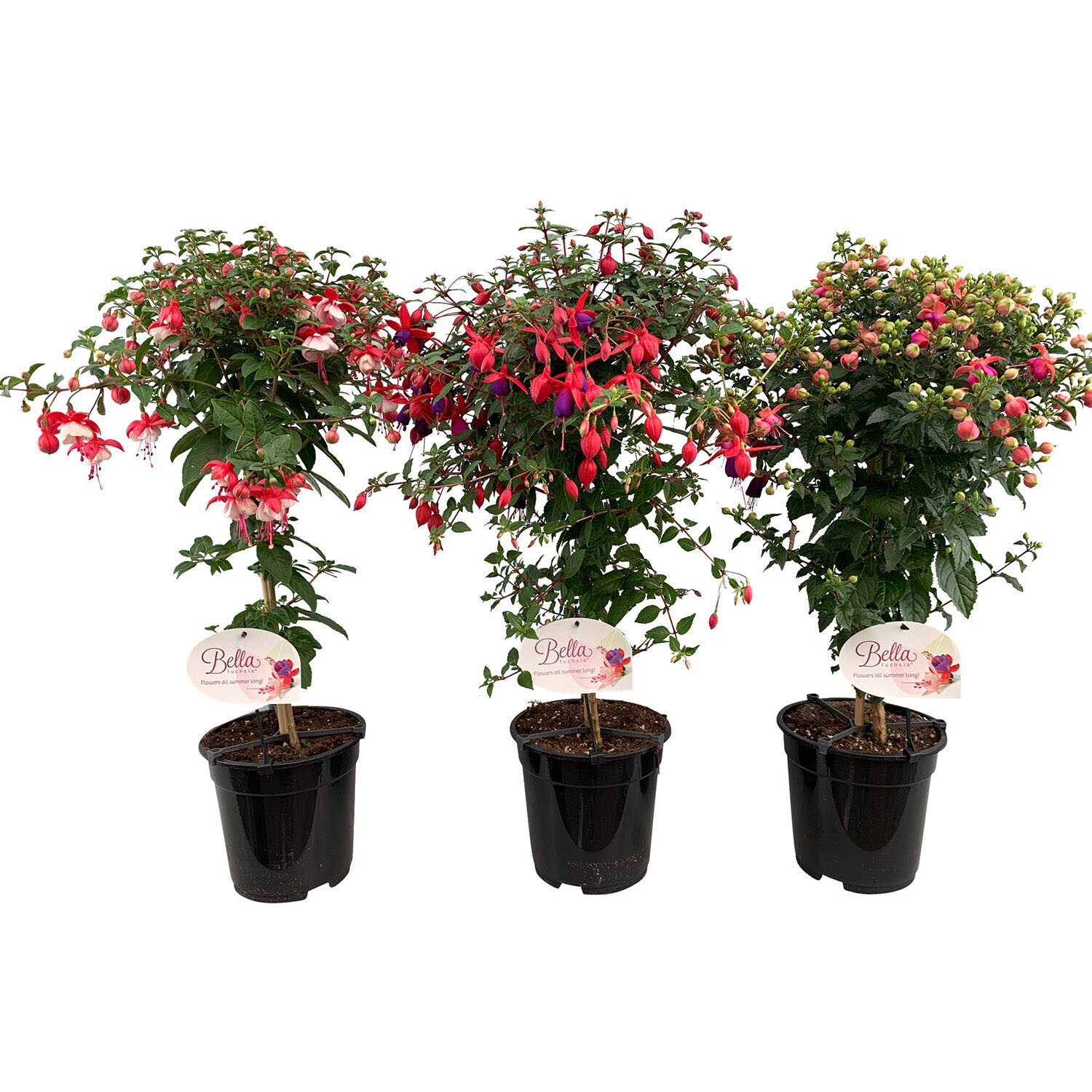 Standard Fuchsia 19cm - Multicolour Image