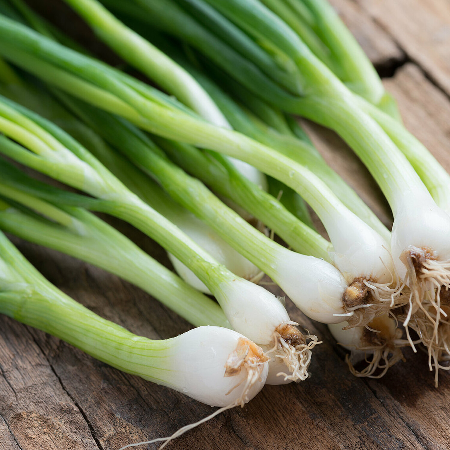 Pack of 6 Spring Onions Plants - Green and White Image