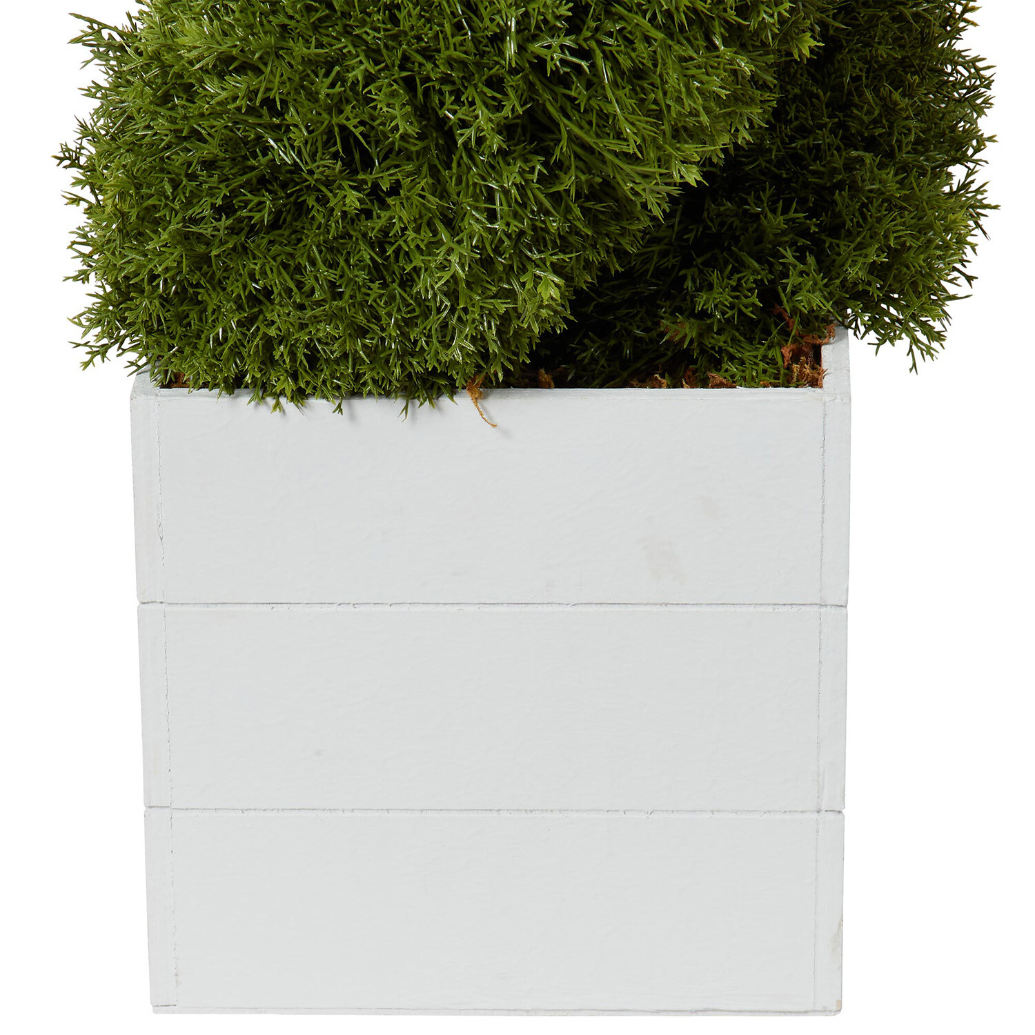 Cypress Spiral Tree - Green Image 3