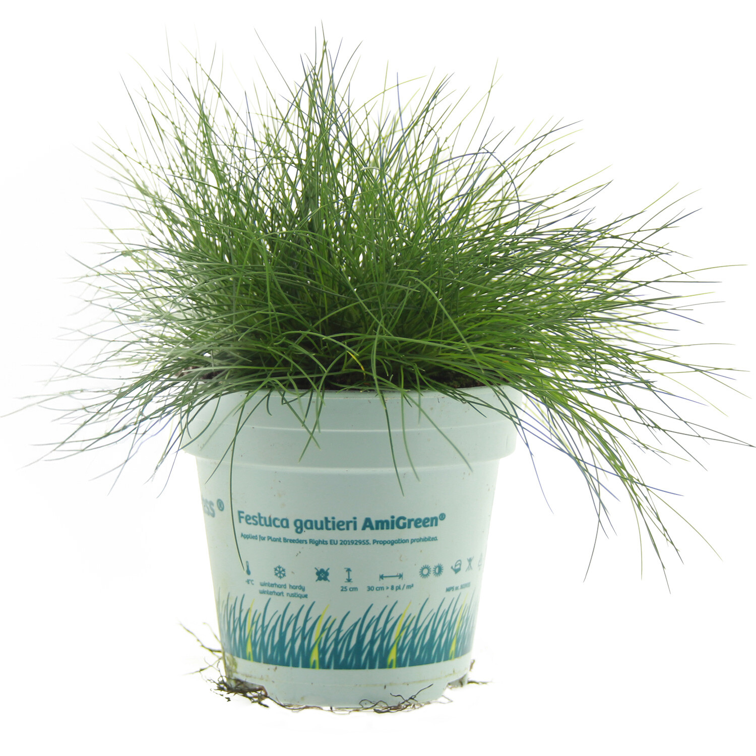 Festuca glauca - AmiGreen / 10.5cm Image