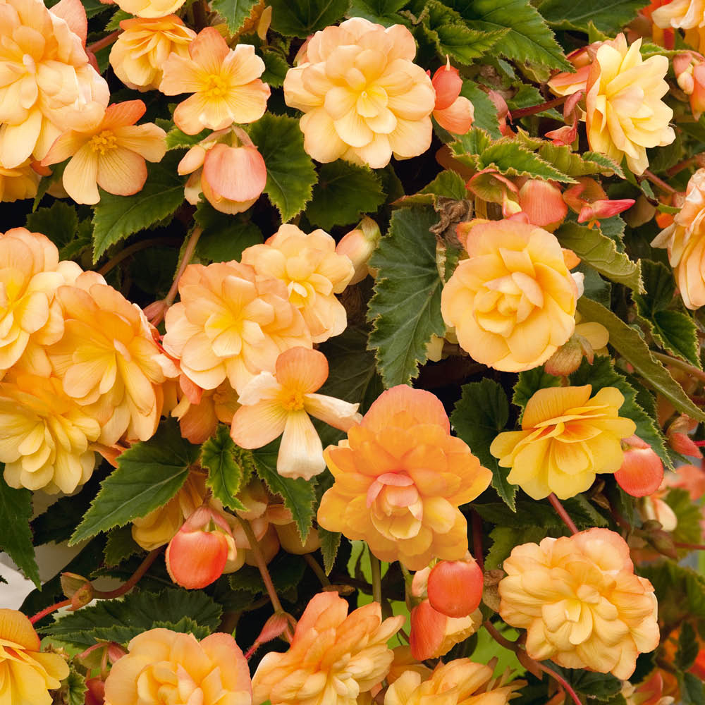 YouGarden Begonia Apricot Shades Garden Ready Plant 20 Pack Image 1