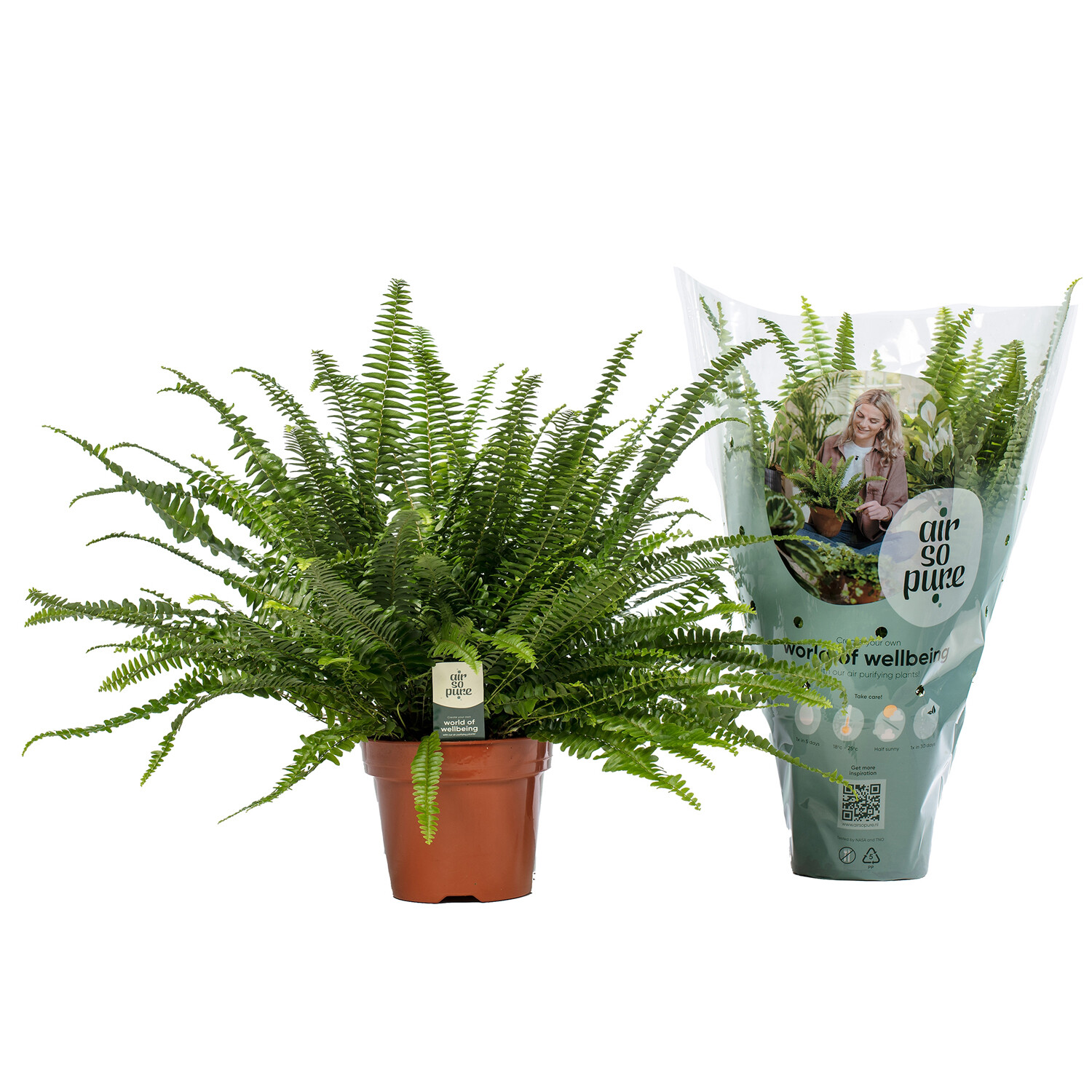 Nephrolepis Green Lady Air So Pure 17cm - Green Image