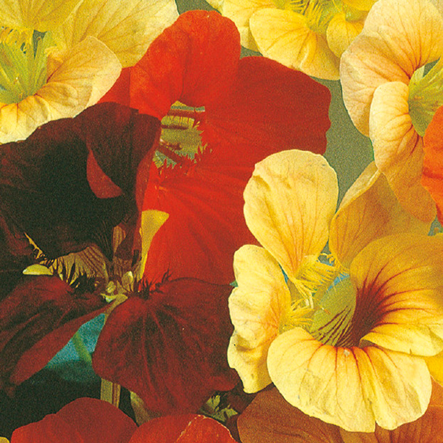 Johnsons Nasturtium Tip Top Mixed Flower Seeds Image 1