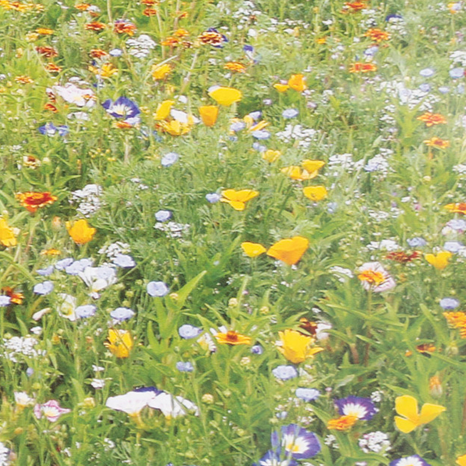 Johnsons Peggy Sue Annuals Mixed Flower Seeds Image 1