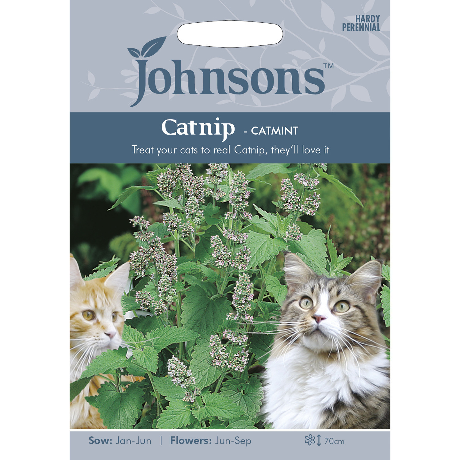 Johnsons Catnip Catmint Flower Seeds Image 2