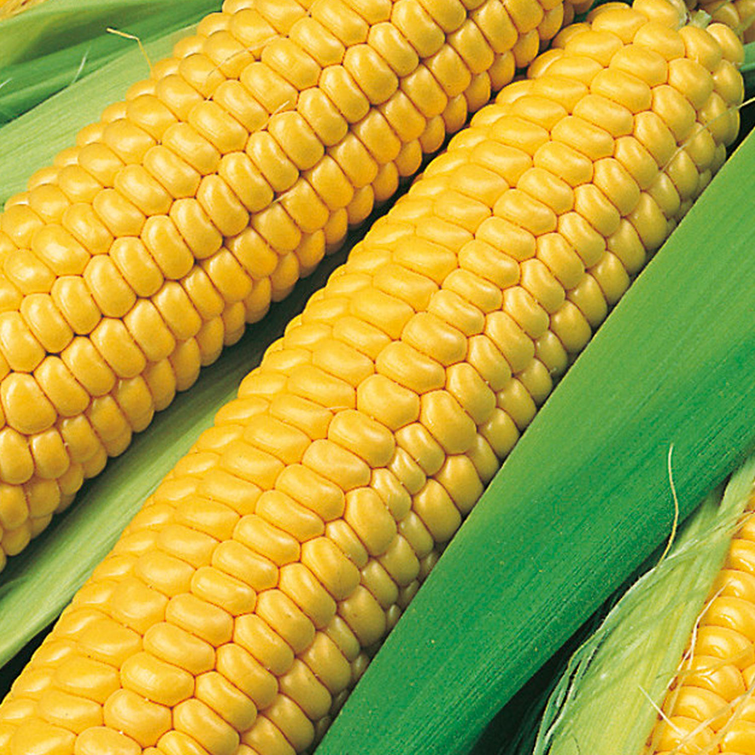 Johnsons Bodacious RM F1 Sweet Corn Seeds Image 1