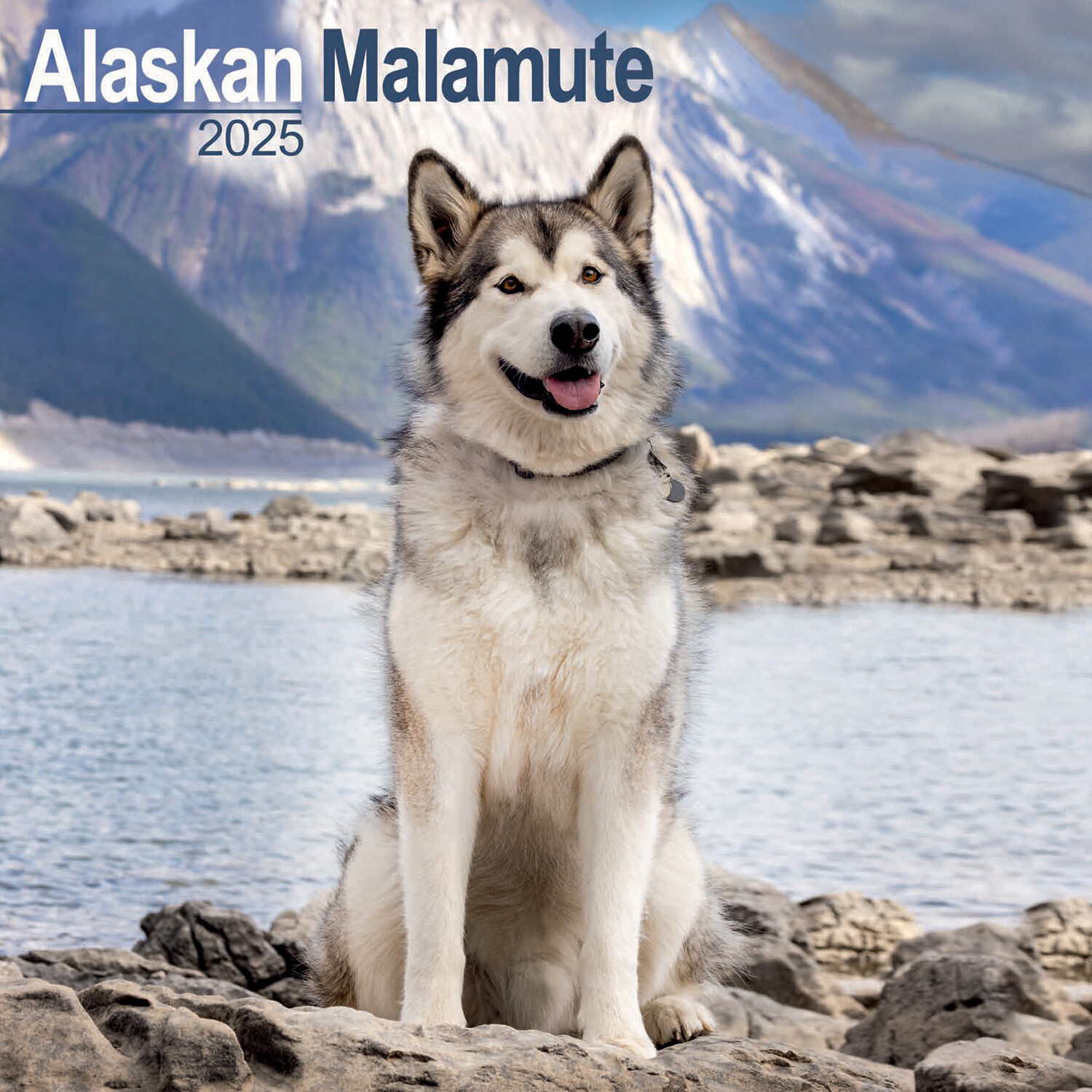 2025 Alaskan Malamute Wall Calendar Image