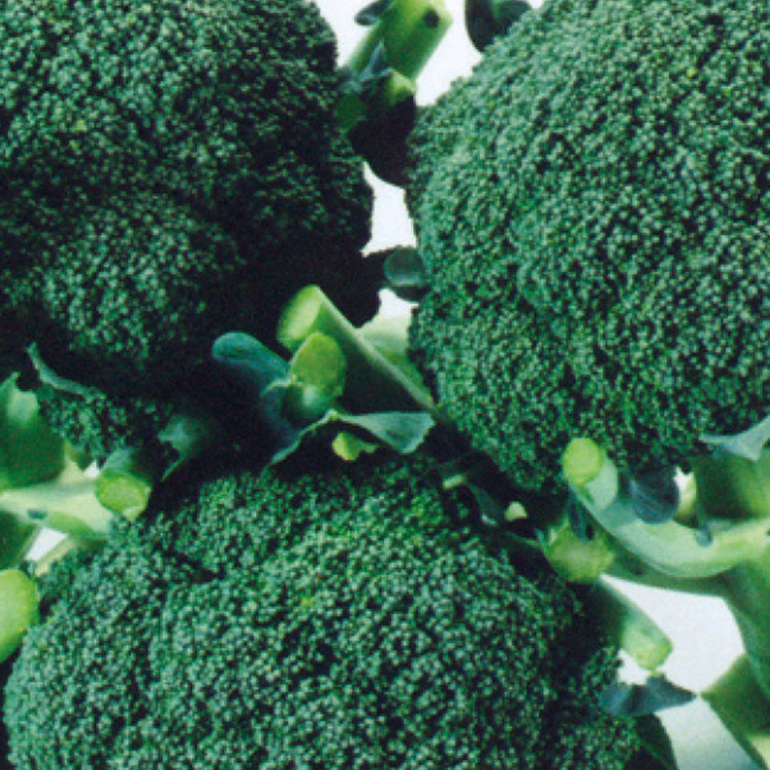 Johnsons Calabrese Matsuri F1 Broccoli Seeds Image 1