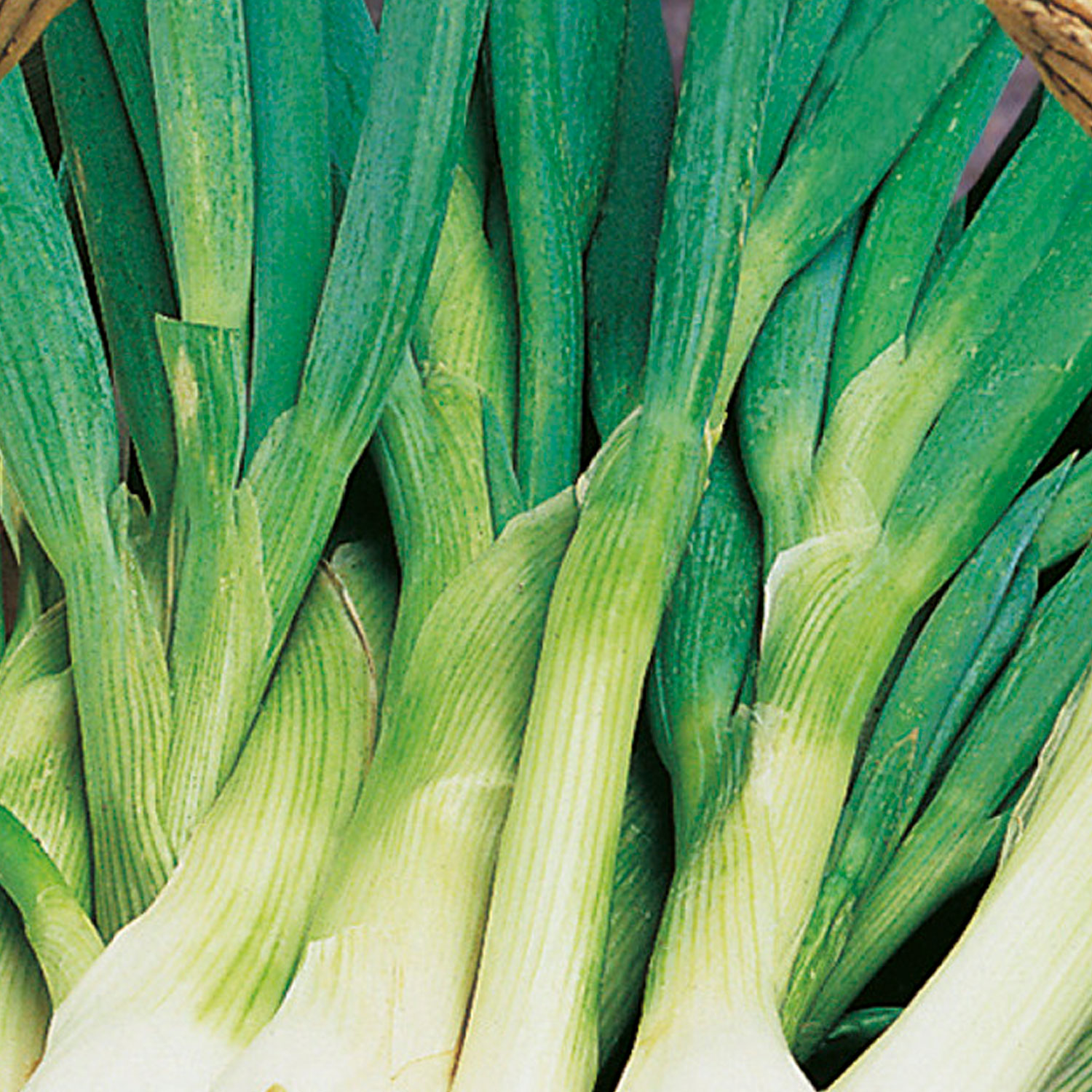 Johnsons Performer Spring Onion Seeds Image 1