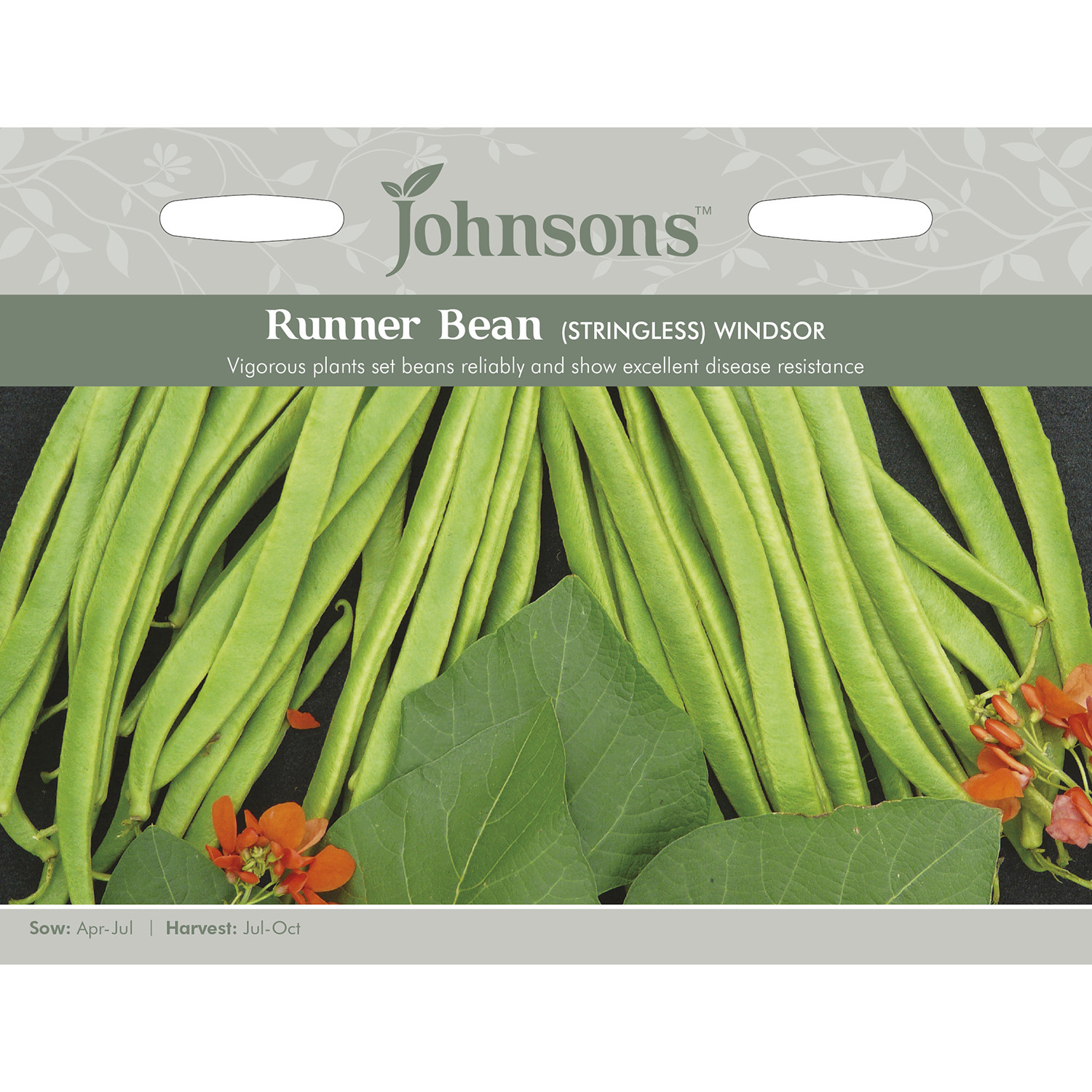 Johnsons Stringless Windsor Runner Bean Seeds Image 2