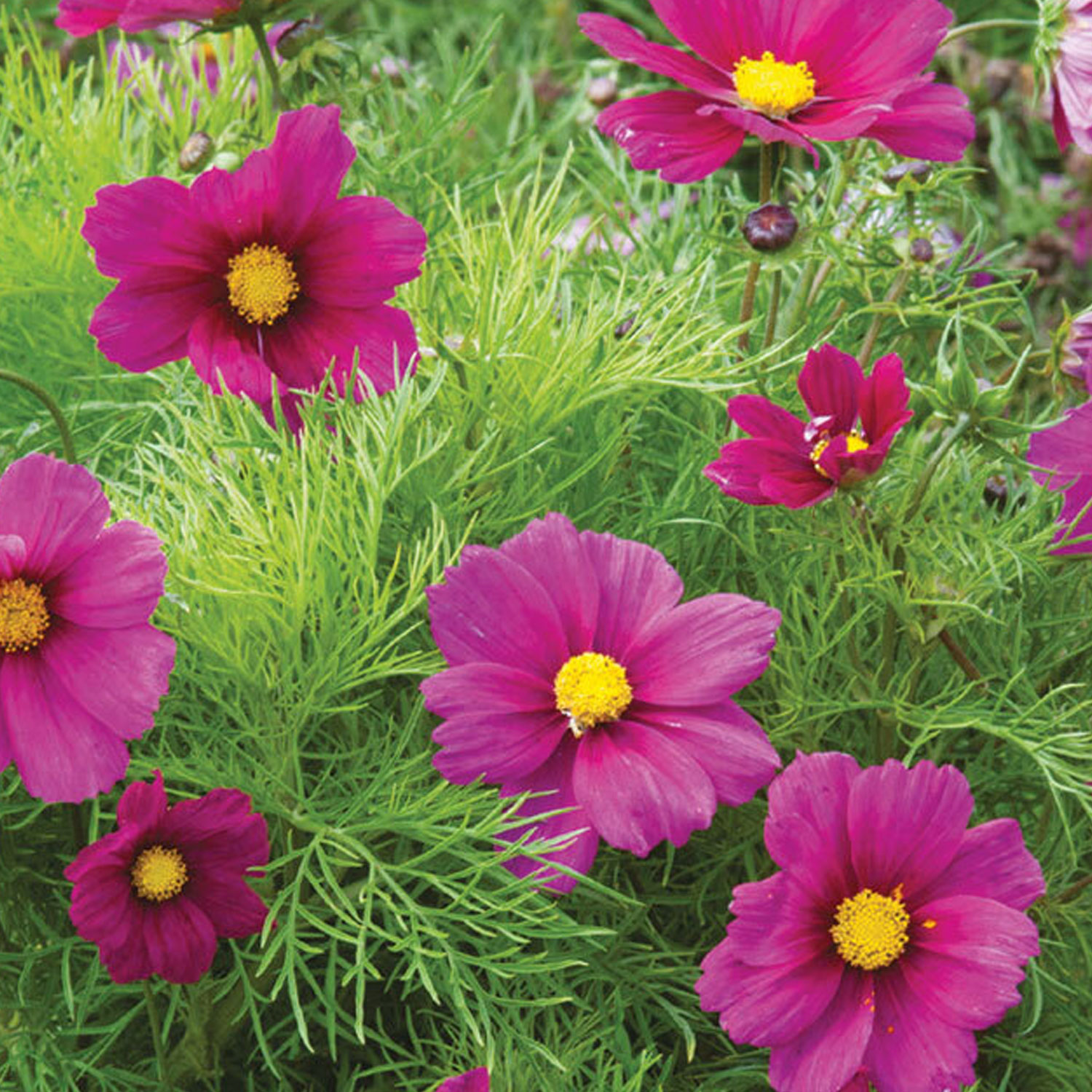 Johnsons Cosmos Candyfloss Red Flower Seeds Image 1