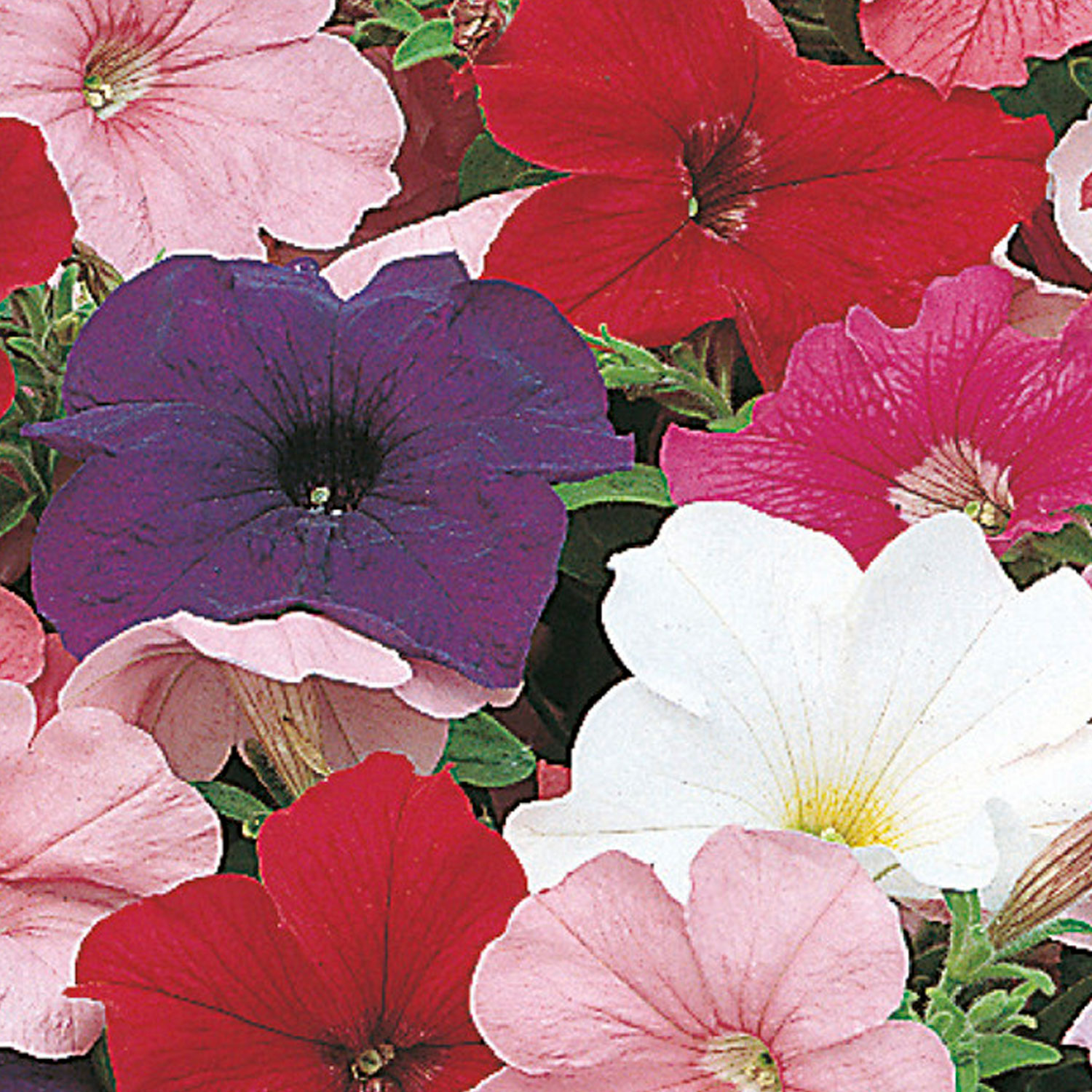 Johnsons Petunia Special Multiflora Mixed F1 Flower Seeds Image 1